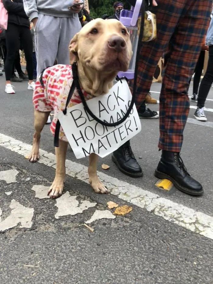 Dog Signs