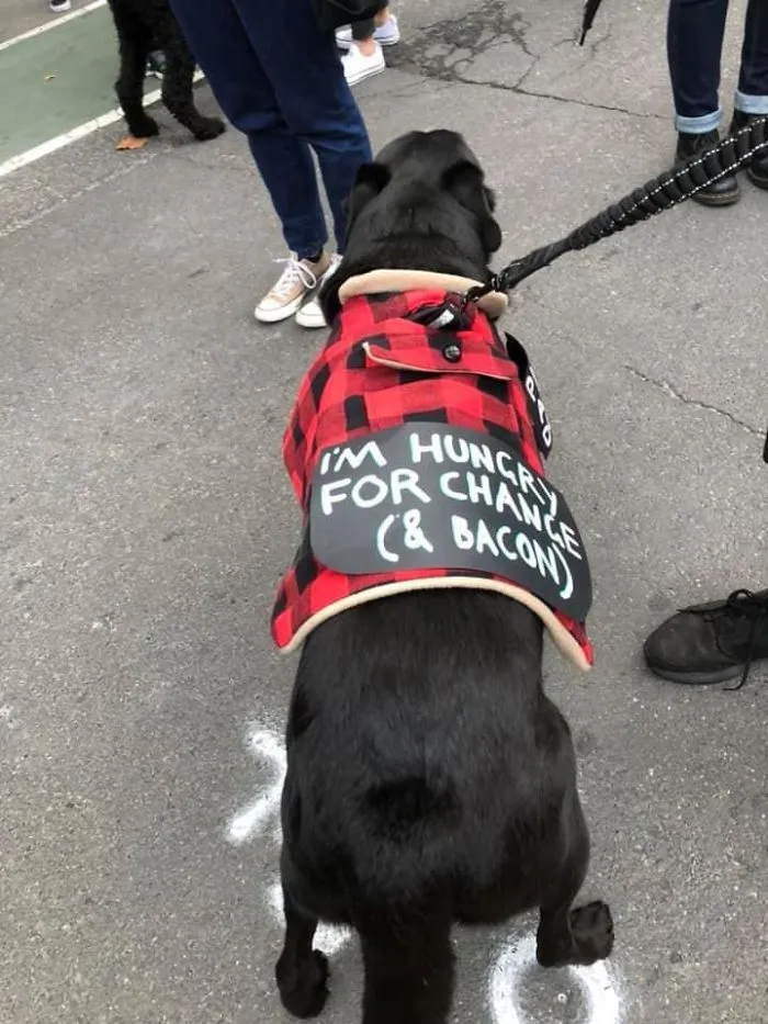 Dog Signs