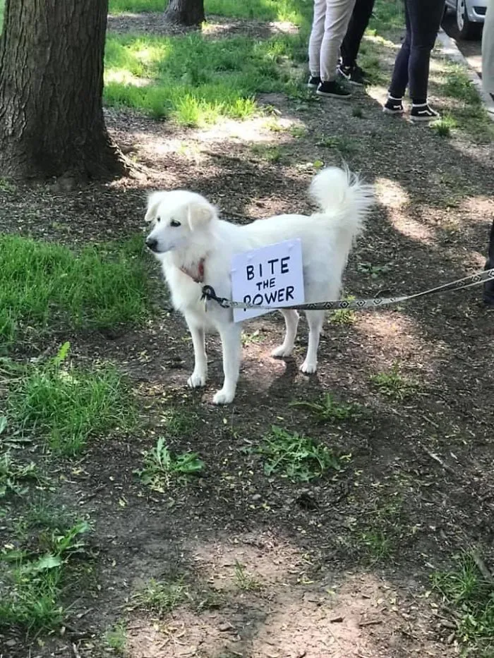 Dog Signs