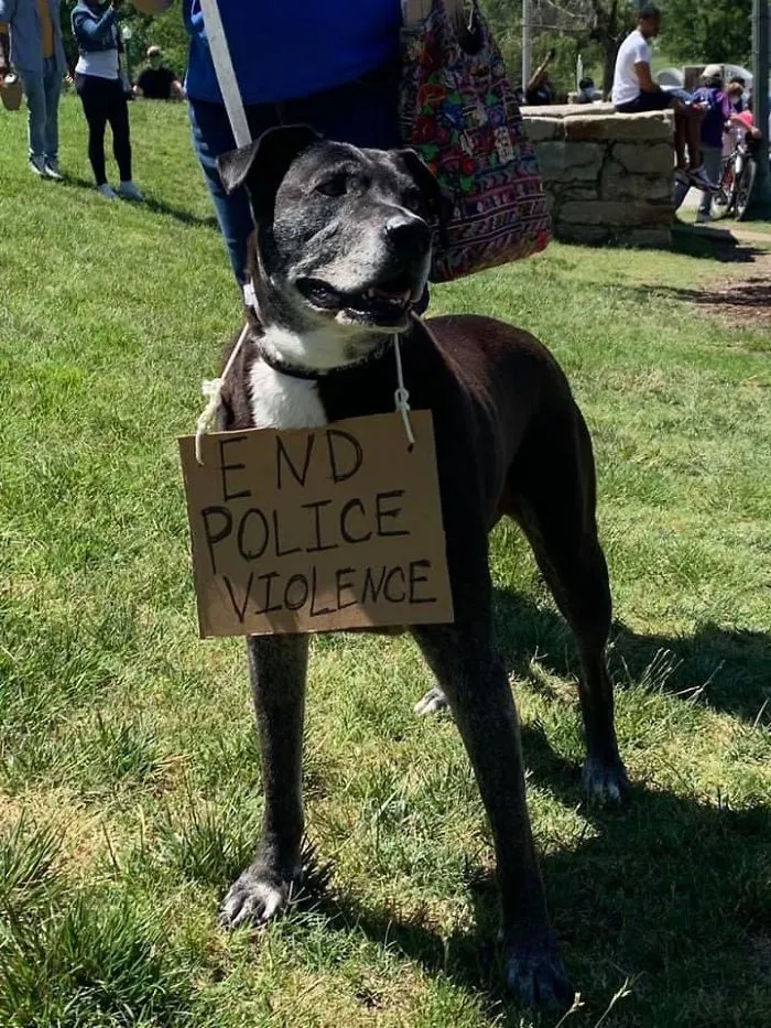 Dog Signs