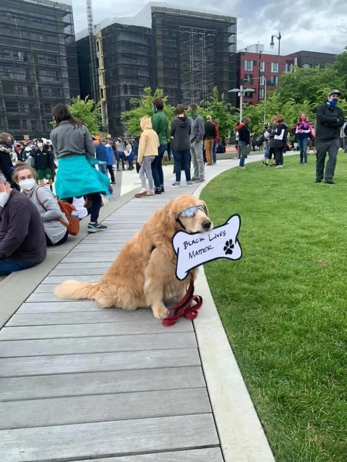 Dog Signs