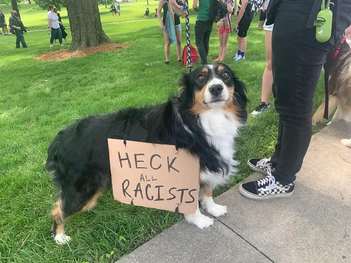 Dog Signs