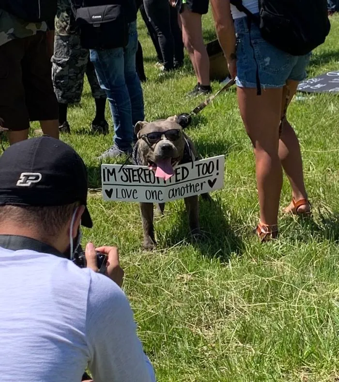 Dog Signs