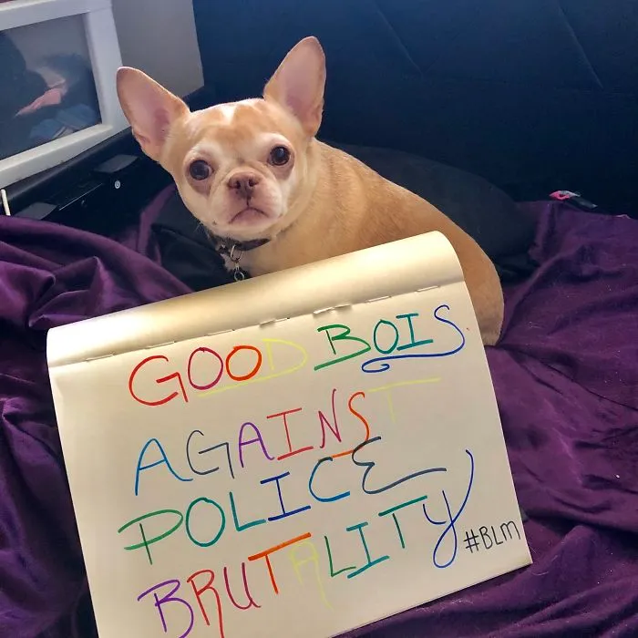 Dog Signs