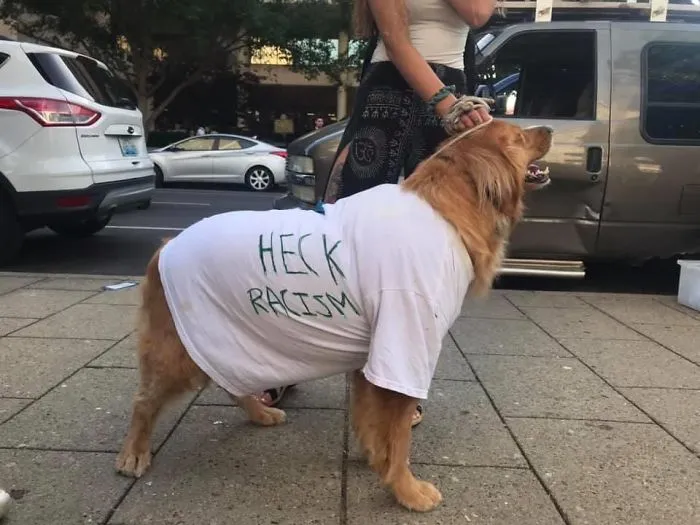 Dog Signs