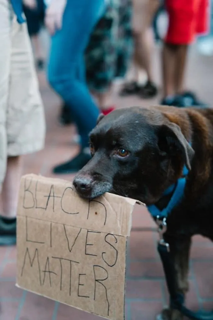 Dog Signs