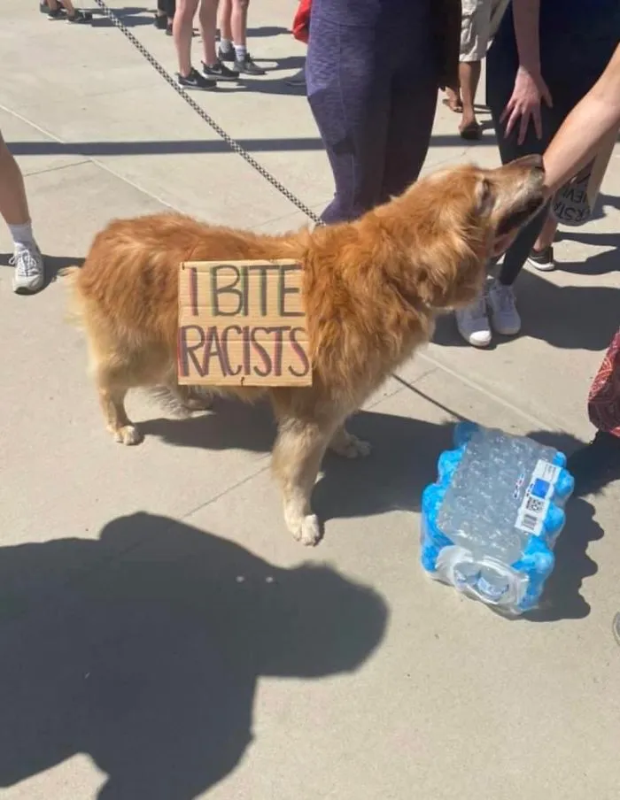 Dog Signs