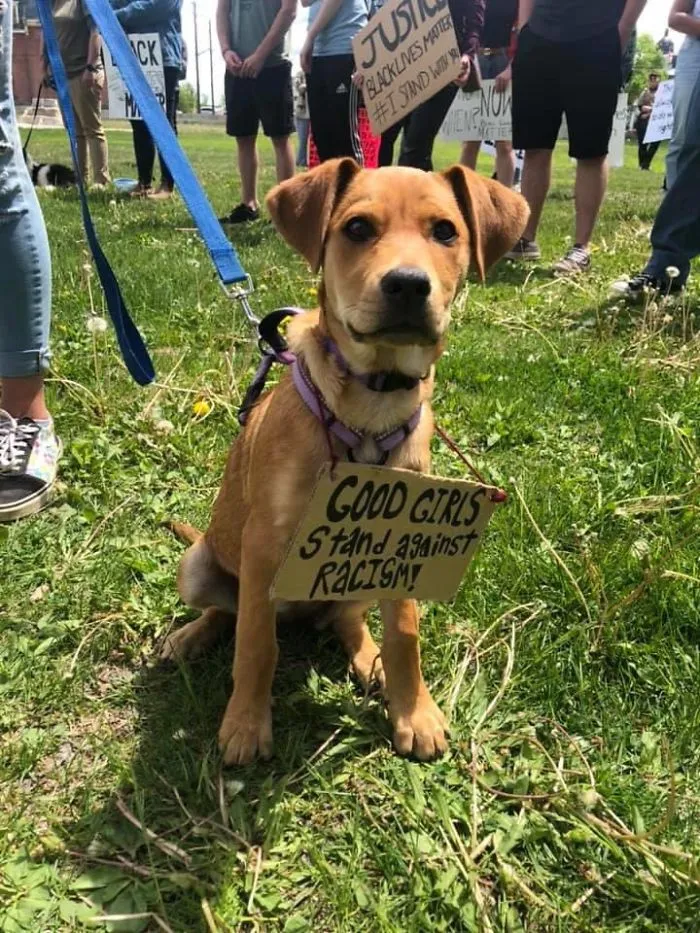 Dog Signs