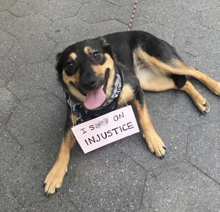Dog Signs