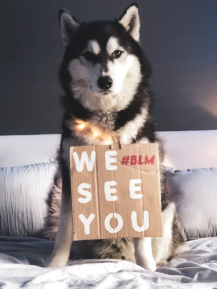 Dog Signs