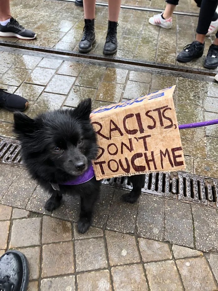 Dog Signs
