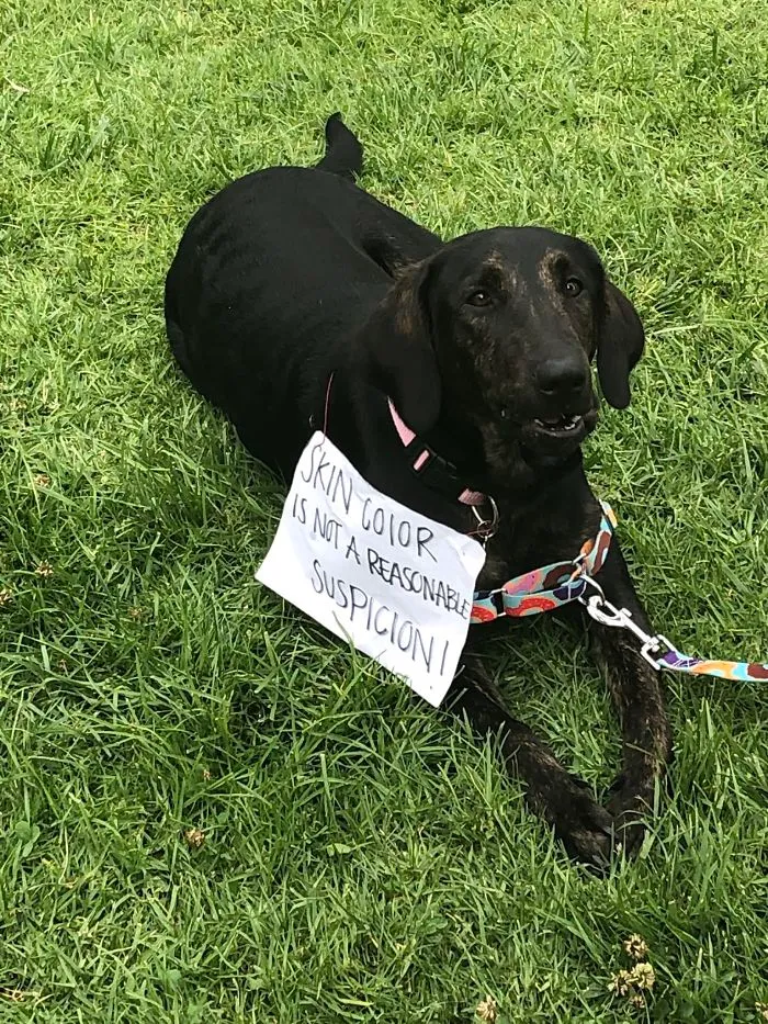 Dog Signs