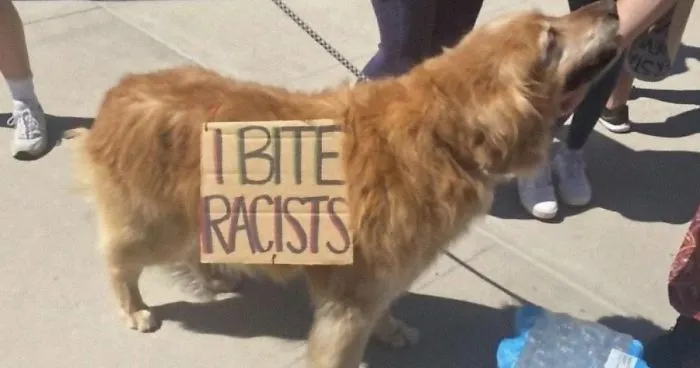 People Are Posting Pics Of Dogs Protesting For Justice, And They're Too Cute (30 Pics)