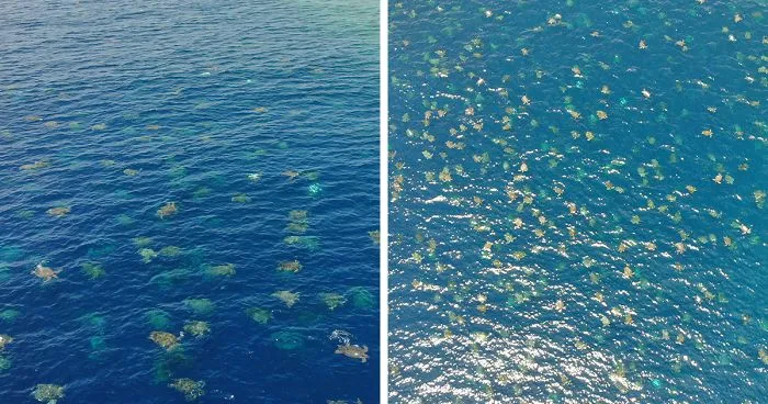 Scientists Use Drone Tech To Capture Striking Footage Of Colony Of 64,000 Green Sea Turtles