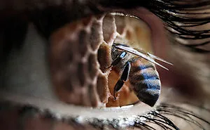 Photo Manipulations