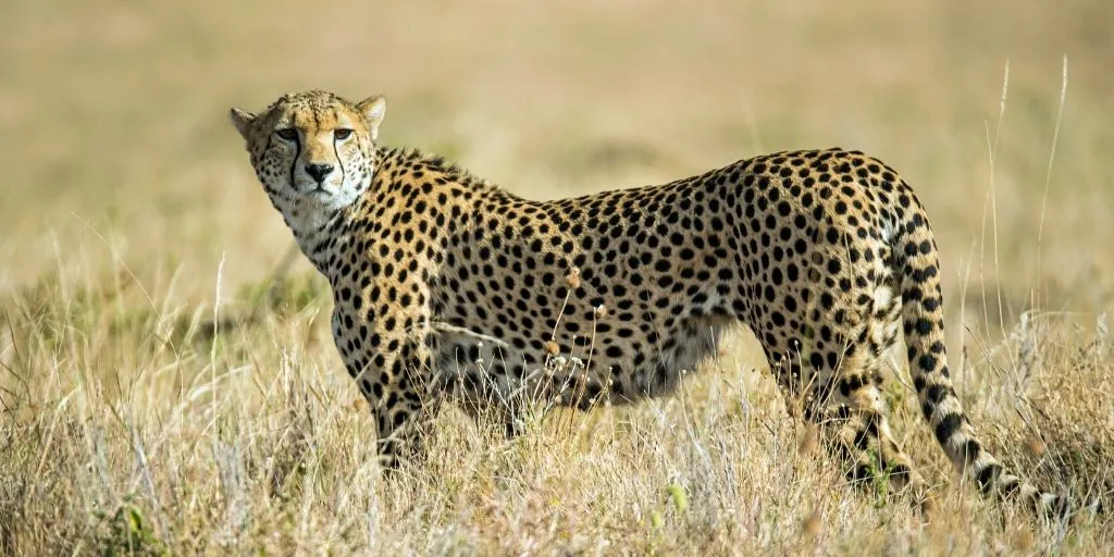 Top 10 Fastest Land Animals In The World