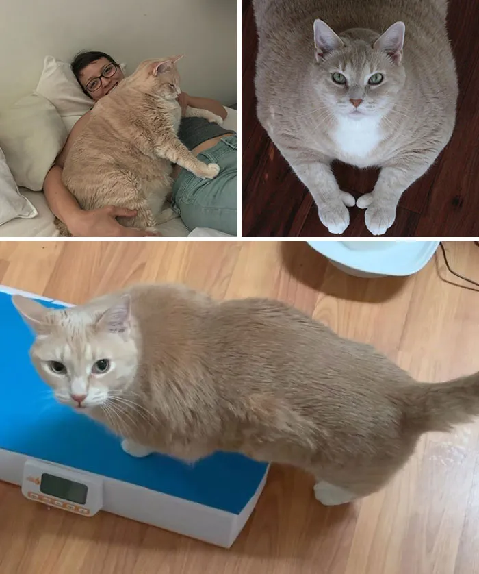 Bronson's  Journey To A Healthier Life. Adopted At 33 Lbs (15 Kg), Now He Weighs 19.9 Lbs (9 Kg)
