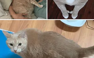 50 Cats That Went From Being Mega-Chonkers To Lean Floofs