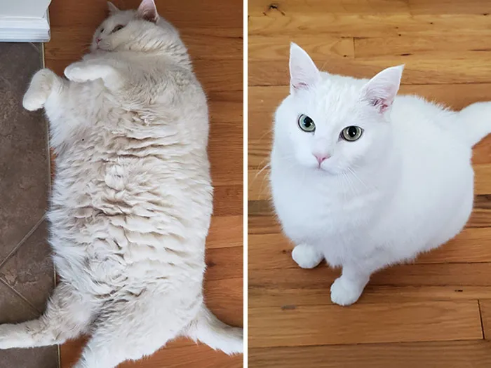 Before - Fat, Dirty, Breathing Problems, And Unable To Clean Herself. Now - Blessed And Highly Favored