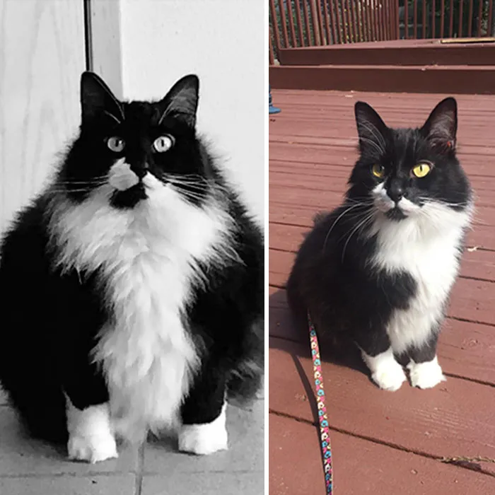 Rehomed This Little Big Buddy A Little Over A Year Ago. Meet Big Tony
