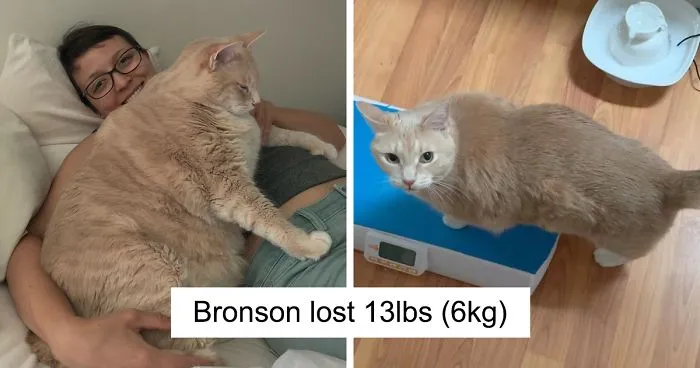 50 Cats That Went From Being Mega-Chonkers To Lean Floofs