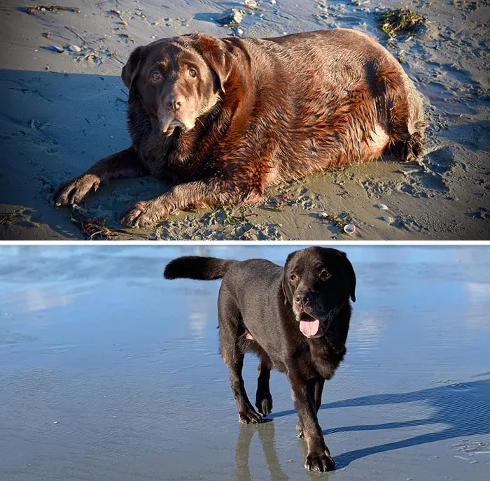 Pics From Shiloh's Weight Loss Journey. Before (2016) & After (2019) - Down 72 Lbs