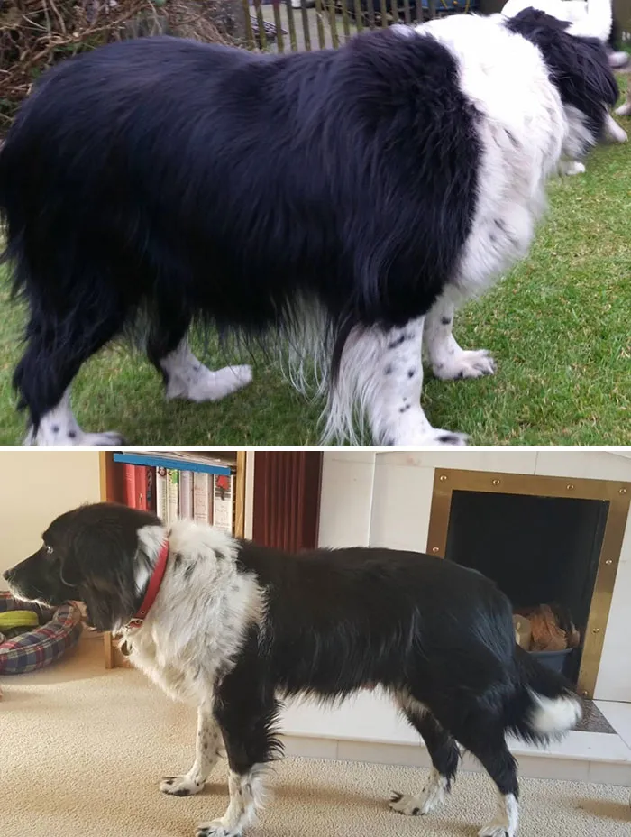 My Dog Who Lost Half Of His Body Weight