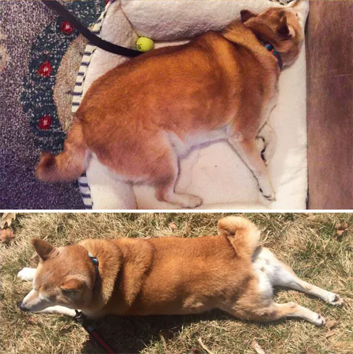 Nala ha perdido más de 3 kilos desde que llegó