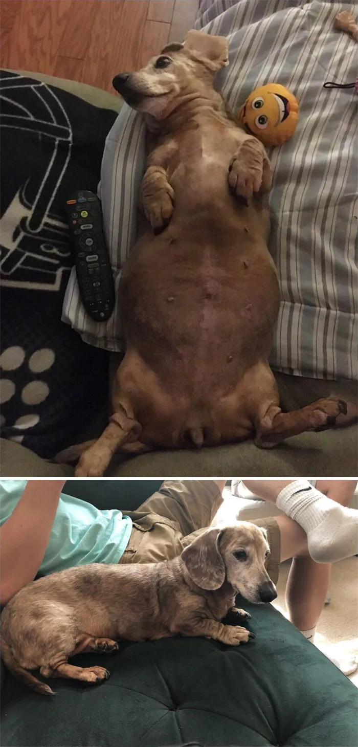 Ruby ha pasado de 11 kilos a 6,8. Sigue queriendo comida a todas horas, pero no dejaré que vuelva a engordar