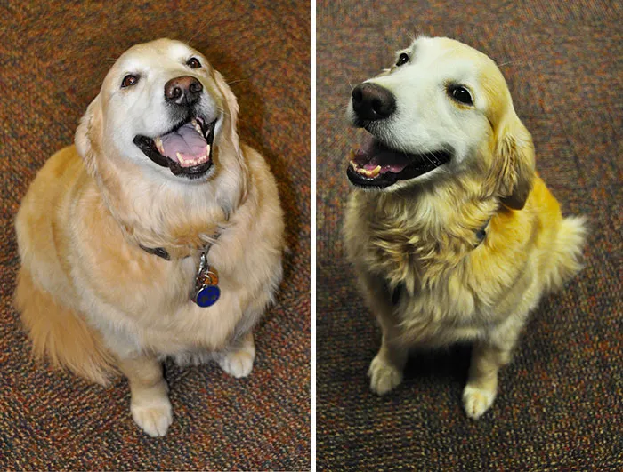My Friend's Dog, Gracie, Was Starting To Get A Little Chunky So He Put Her On A Diet. 5 Months Later And Gracie Is Looking Pretty Fit