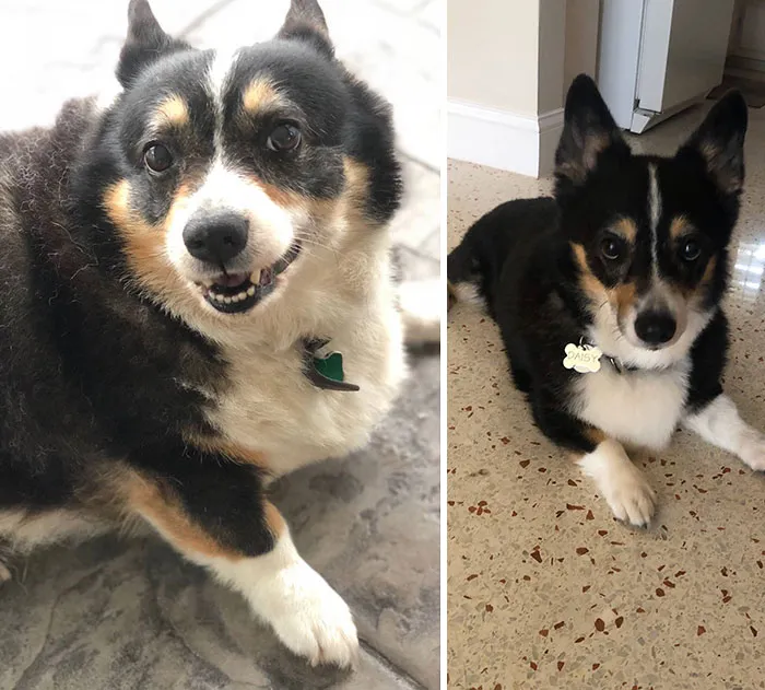 My Sister’s Corgi. From 40 Lbs To 22 Lbs