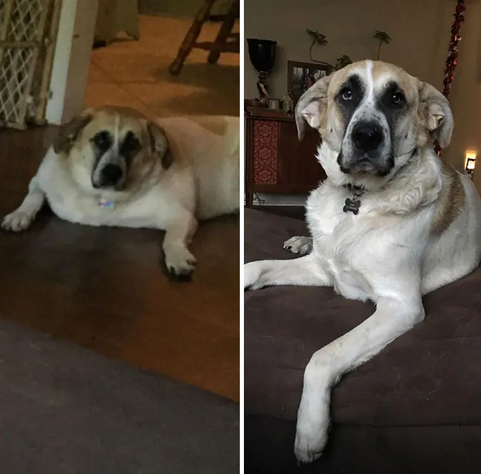 Luna Is A 2-Year-Old Rescue We Brought Home About 6 Months Ago, And She Was An Absolute Unit. She’s Lost About Ten Pounds