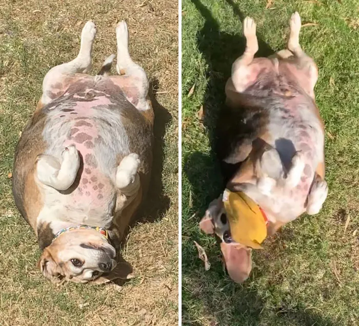 Look At Wolfgang Go. Weight Loss Progress From June To November