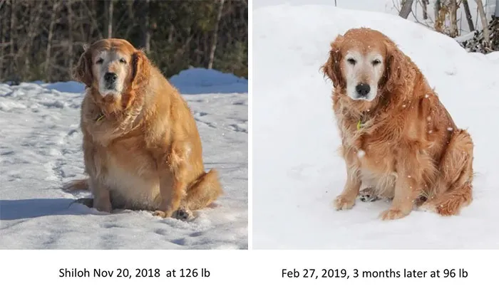 Shiloh no podía caminar más de 10 metros sin pararse. Tras 3 meses, perdió más de 13 kilos y puede caminar más de 1km