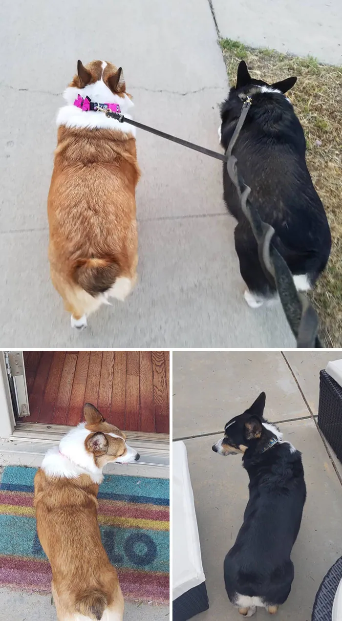 Scarlet And Simba Before And After Pictures. Scarlet Lost 5 Lbs And Simba Lost 7 Lbs In 3 Months
