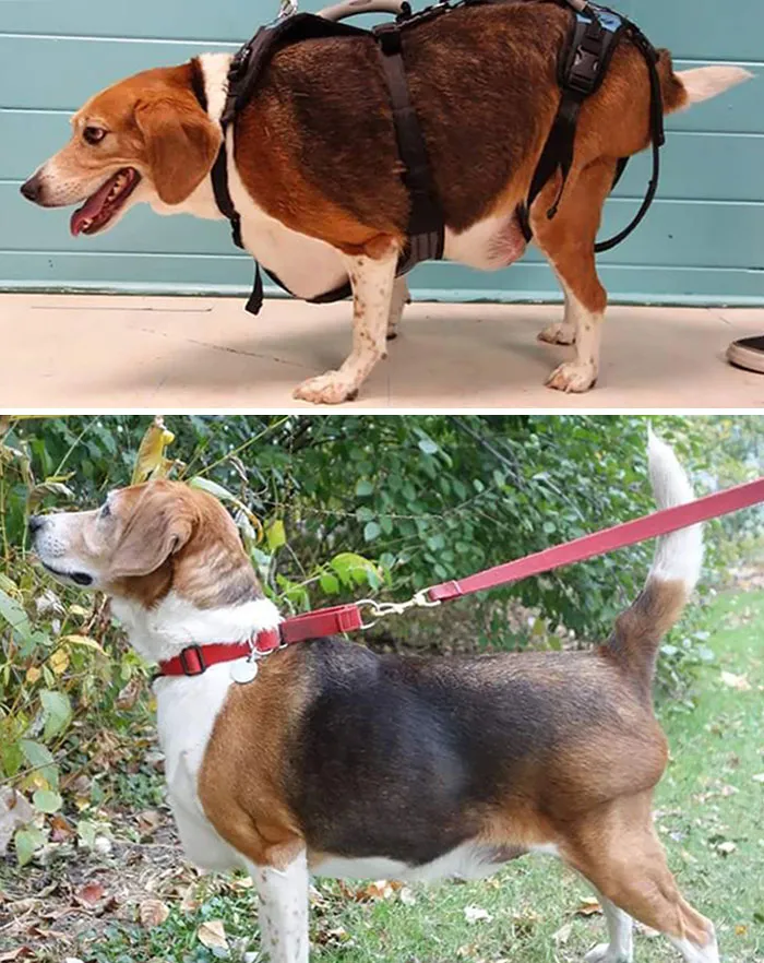For Those Who Haven't Seen The Before And After. 86.4 Lbs Down To 44.4 Lbs