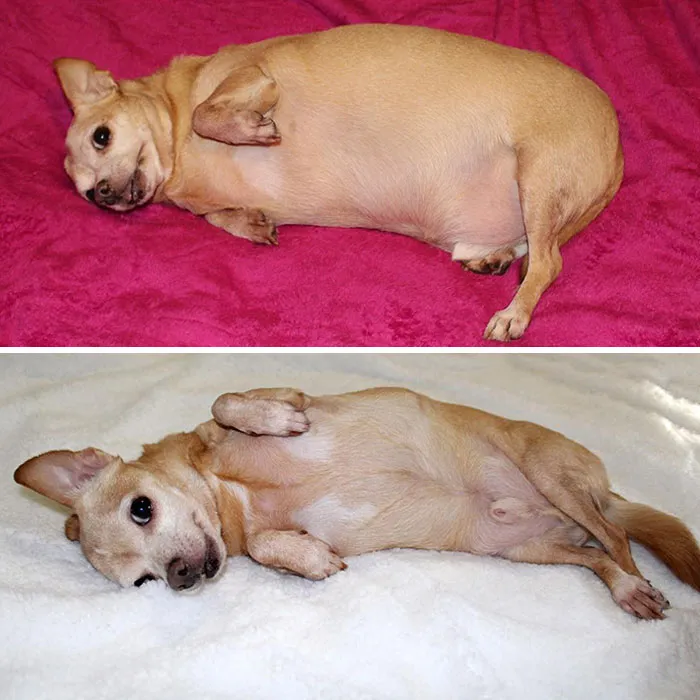 "Even My Face Looks Different. I’m Definitely A Brand New Pup"