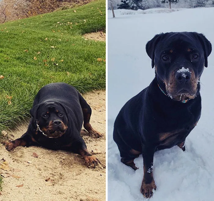 We Adopted On October 27th. She Was Very Overweight. She’s Lost A Pound A Week And Gained So Much Energy
