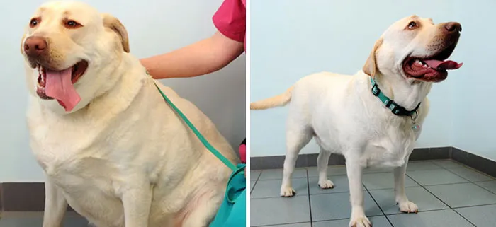 Duke pesaba el doble de lo que debía antes de ponerse en forma