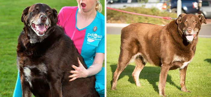 Fudge, de 58 kilos a 48,8