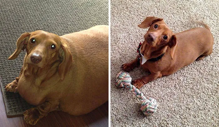 30 Adorables perros que consiguieron perder peso