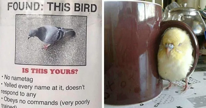 40 Hilarious Bird Posts That Were Too Good Not To Share