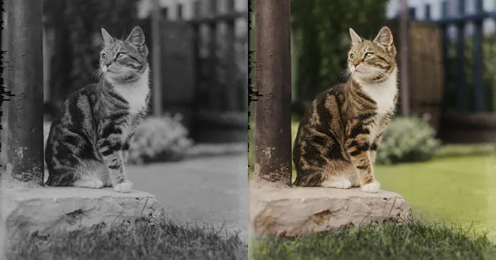 I Developed A 120-Year-Old Cat Photos Found In A Family Time Capsule
