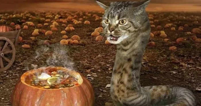 What Is The Weirdest Picture You Have Come Across Online?