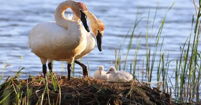 Trumpeter Swans Triumphant!