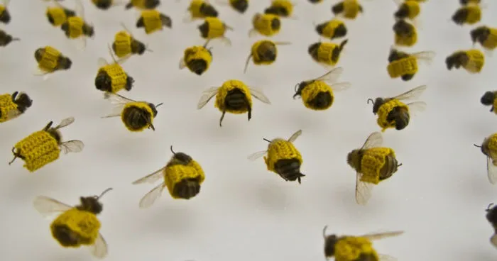 Dead Bees In Crochet Sleeves - The Futility Of Bandages And The Elevation To Art
