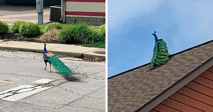 Meet Frank The Peacock - A Bird Who Traveled Over 600 Miles In Pursuit Of Love