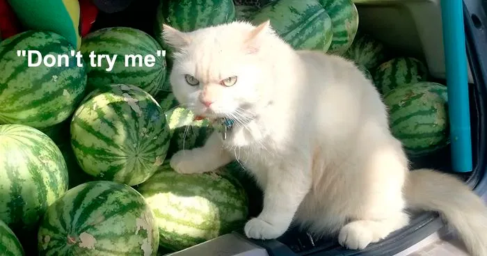 Angry-Looking Cat Supervises Watermelons In Thailand And Is Loved By The Community