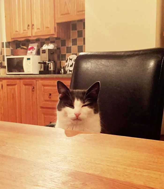 Derramé sin querer la leche del gato y no había más. Mientras yo cenaba, se sentó enfrente, mirándome así