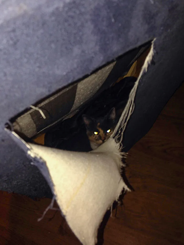 Compré un sofá de 2ª mano. Tras llevarlo a casa, escuché ruidos dentro. Lo abrí y había un gato ahí